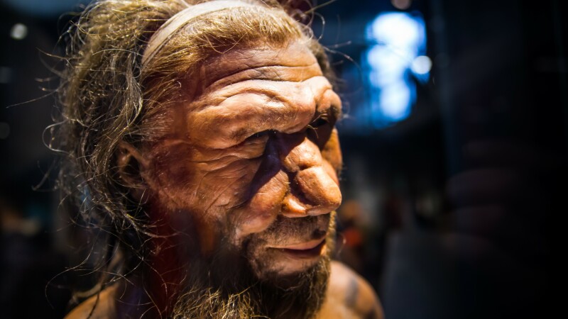 Photograph showing the close up detail of the face of a 3D reconstruction of a Neanderthal.